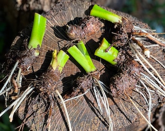 Two Giant Elephant Ear Starter Bulbs - Xanthosoma Robustum