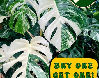 Monstera Albo - Large Cutting - High White Variegation - Rare Plant - US Seller