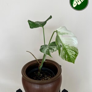 May include: A potted Monstera plant with variegated leaves in a brown ceramic pot. The leaves display a mix of green and white patterns. The pot sits on a black stand. The image includes the text "#089" in yellow.