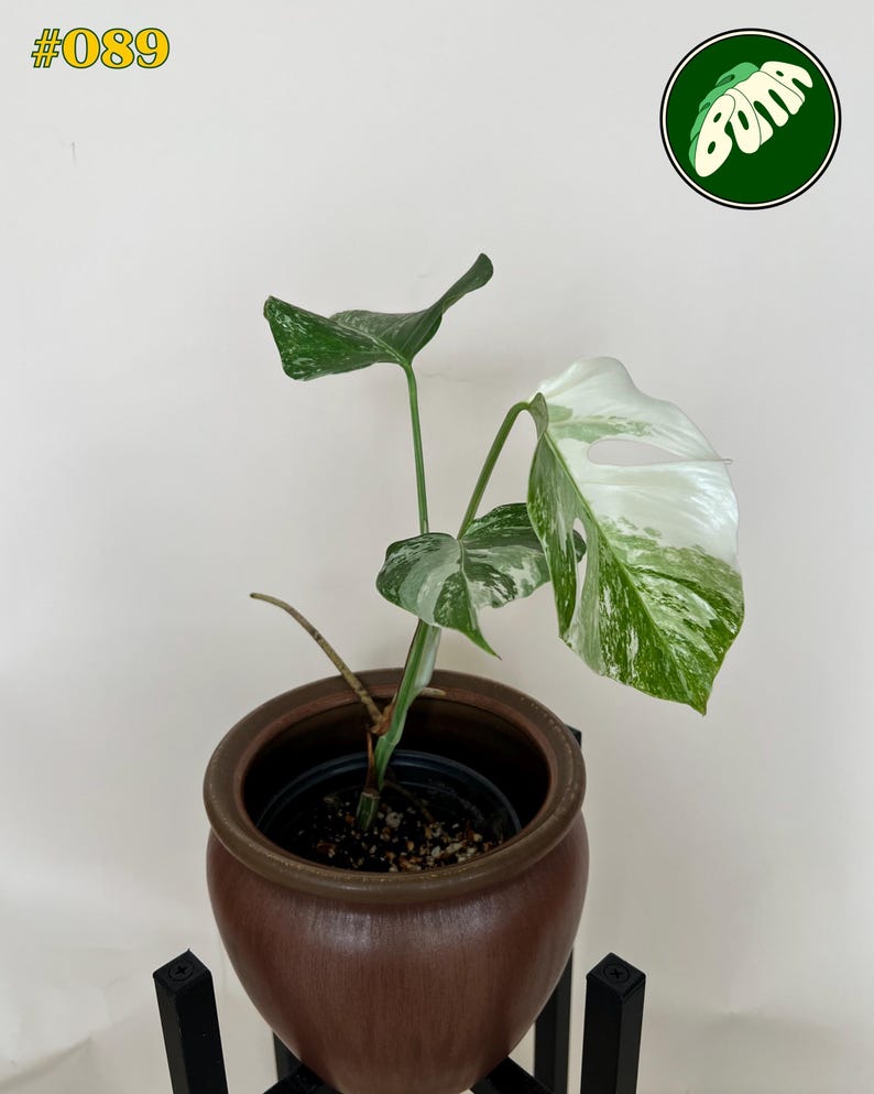 May include: A potted Monstera plant with variegated leaves in a brown ceramic pot. The leaves display a mix of green and white patterns. The pot sits on a black stand. The image includes the text "#089" in yellow.
