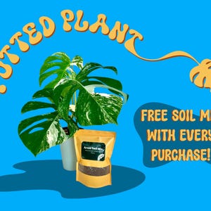 Monstera Albo - Large Plants and Fully Rooted Cuttings - High White Variegation - Rare Plant - US Seller