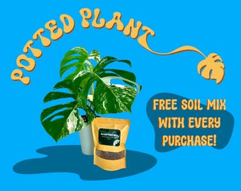 Monstera Albo - Large Plants and Fully Rooted Cuttings - High White Variegation - Rare Plant - US Seller