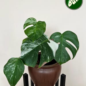 Monstera Albo - Large Plants and Fully Rooted Cuttings - High White Variegation - Rare Plant - US Seller 085