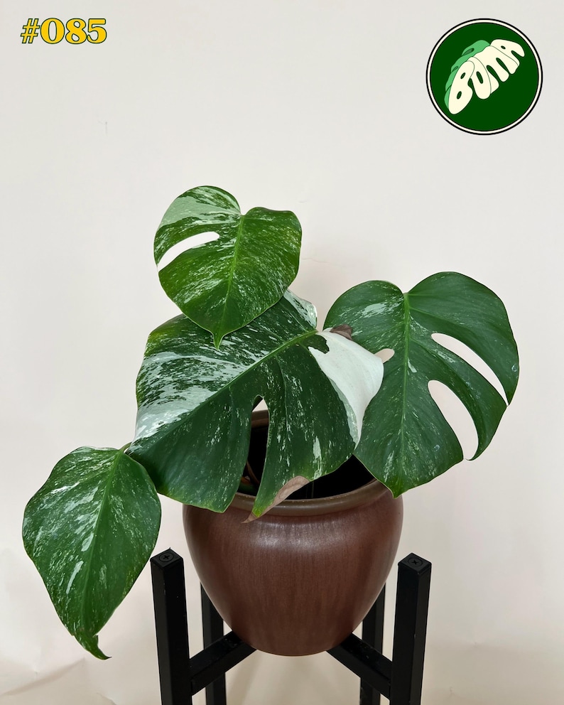 Monstera Albo - Large Plants and Fully Rooted Cuttings - High White Variegation - Rare Plant - US Seller 085