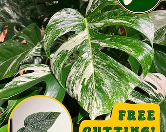 Monstera Albo - Large Cutting - Medium White Variegation - Rare Plant - US Seller