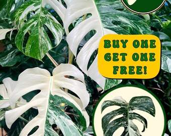 Monstera Albo - Large Cutting - High White Variegation - Rare Plant - US Seller