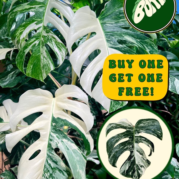 Monstera Albo - Large Cutting - High White Variegation - Rare Plant - US Seller