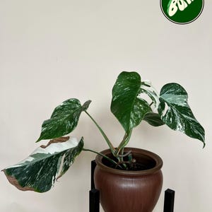 May include: A potted Monstera plant with variegated leaves in shades of green and white. The plant is in a brown ceramic pot, set on a black metal stand. The image includes the text "#086" in the upper left corner and a green and white logo in the upper right corner.