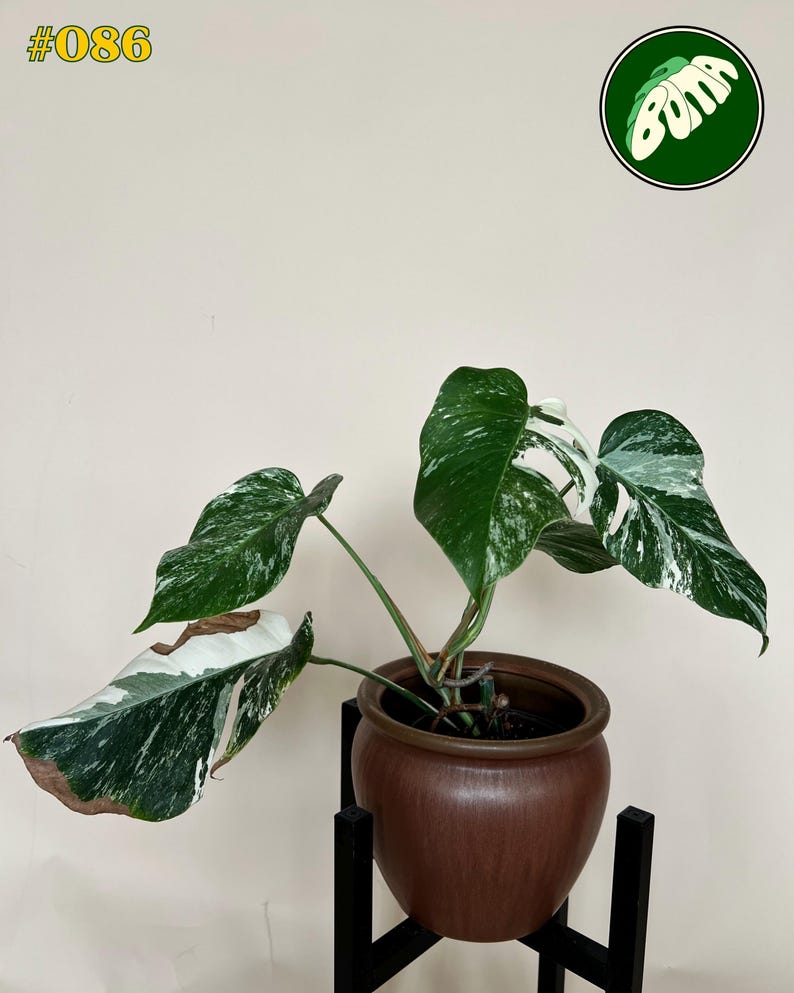 May include: A potted Monstera plant with variegated leaves in shades of green and white. The plant is in a brown ceramic pot, set on a black metal stand. The image includes the text "#086" in the upper left corner and a green and white logo in the upper right corner.