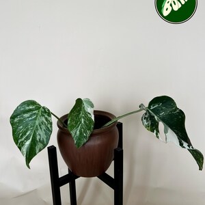 May include: A potted plant with large, variegated green and white leaves. The plant sits in a brown ceramic pot on a black metal stand. The image includes the text "#091" in the upper left corner and a circular logo in the upper right corner.