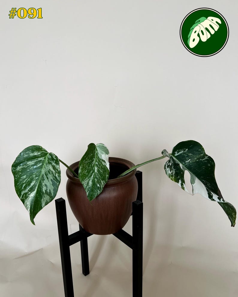 May include: A potted plant with large, variegated green and white leaves. The plant sits in a brown ceramic pot on a black metal stand. The image includes the text "#091" in the upper left corner and a circular logo in the upper right corner.