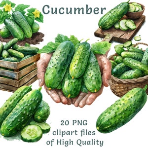 Clipart di cetriolo acquerello - 25 PNG per uso commerciale, arte digitale di verdure fresche, perfetto per ricette, decorazioni per la cucina e blogger di cibo
