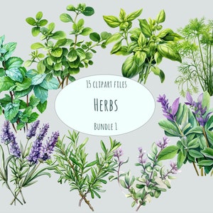 Clipart di erbe da cucina, 15 PNG di alta qualità, adesivi per erbe mediche, download immediato di stampabili del raccolto autunnale di lavanda dell'acquerello