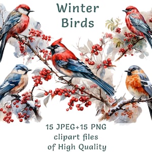 Imágenes prediseñadas de camachuelo común / 15 PNG y JPEG / Pegatinas de pájaro rojo de acuarela / Imprimibles de invierno para uso comercial / Imágenes prediseñadas de pájaro en árbol de Navidad