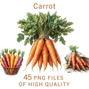 Clipart de cenoura em aquarela, 45 PNG, ilustrações de vegetais frescos da fazenda, arte de comida rústica, gráficos de produtos orgânicos, uso comercial para impressão