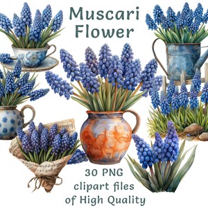 Muscari Flower Clipart Collection - 30 aquarel PNG, lente bloemen digitale kunst voor commercieel gebruik, Instant Download, druivenhyacint
