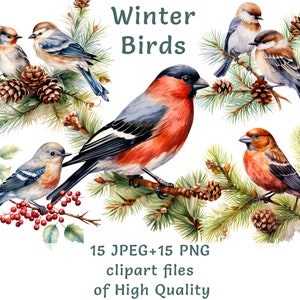 Clipart oiseaux | 15 PNG + JPEG | Stickers aquarelle oiseaux d'hiver | Lot numérique d'impression par sublimation d'animaux des bois à usage commercial