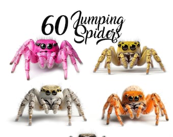 60 Colorful Jumping Spider PNG Clipart, Watercolor Spider Clip Art, Cute Realistic Spider, 5 colors, White Background