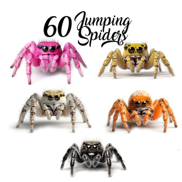 60 Watercolor Jumping Spider Clipart PNG, Colorful Spider Art (Digital Download)