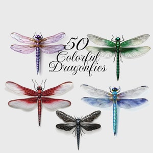 50 Colorful Dragonflies PNG Clipart, Watercolor Dragonflies Clip Art, Cute Realistic Dragonfly, 5 colors, White Background