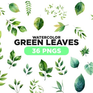 Groene aquarel bladeren Clip Art bruiloft clip art ClipArt Set 36 - aquarel botanische PNG digitale bestanden digitale hand geschilderd