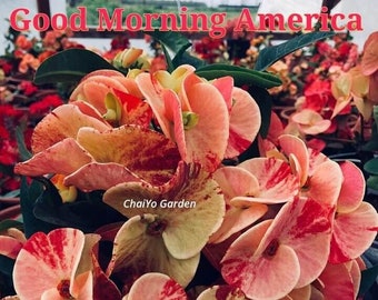 Good Morning America corona de cristo planta, Good Morning America crown of thorns plant