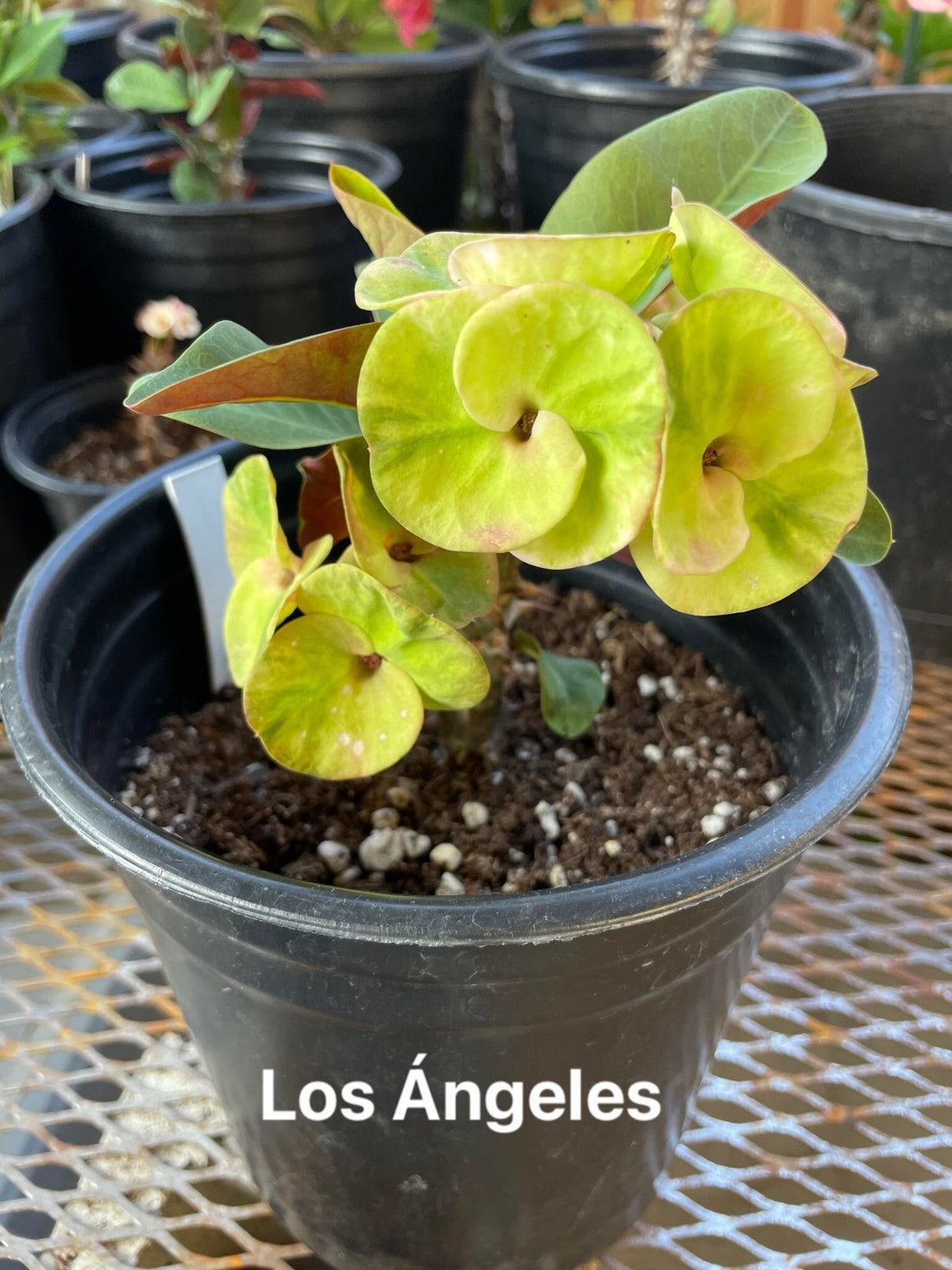 Corona De Cristo Plant Crown of Thorns Plant Los Angeles Etsy Canada