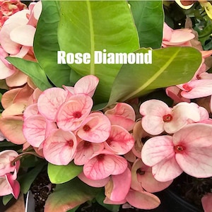 Corona de Espinas, Corona de Cristo, Diamante Rosa