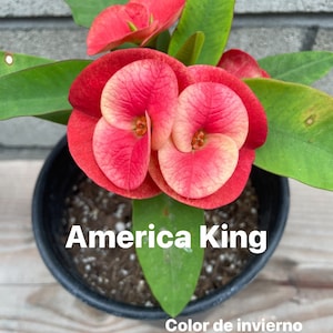 Corona de Cristo, Crown of Thorns, America King, Euphorbia Milli