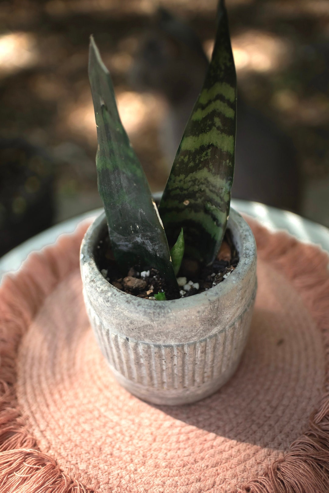 Snake Plant Sansevieria Plant Snake Plant Gift Plant Gift Etsy.de