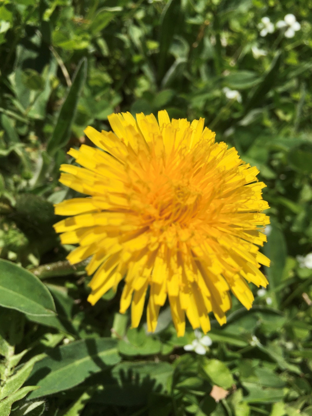 Dried Dandelion Flowers Etsy