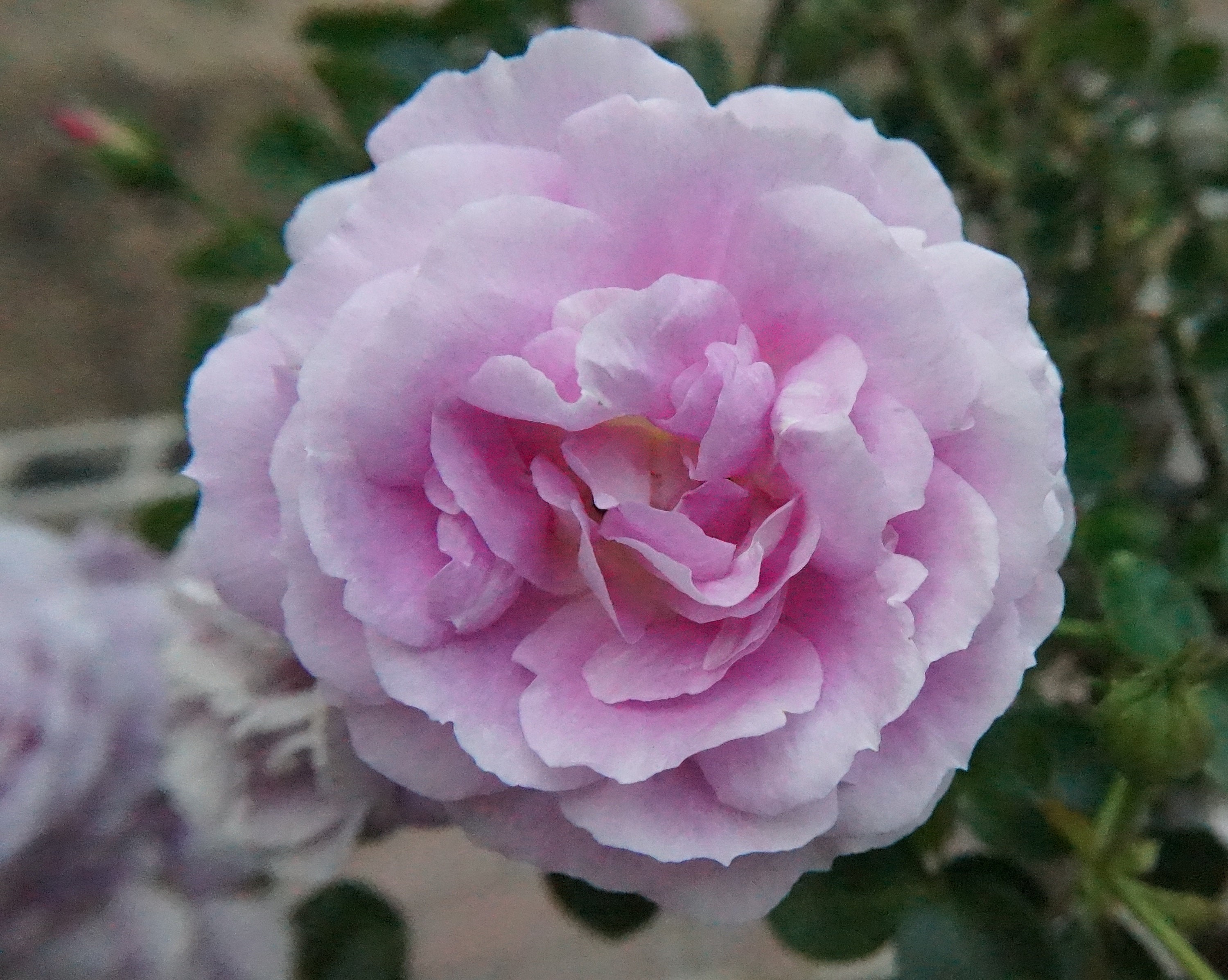 Arctic Blue Floribunda Rose Non-grafted/own Root. - Etsy