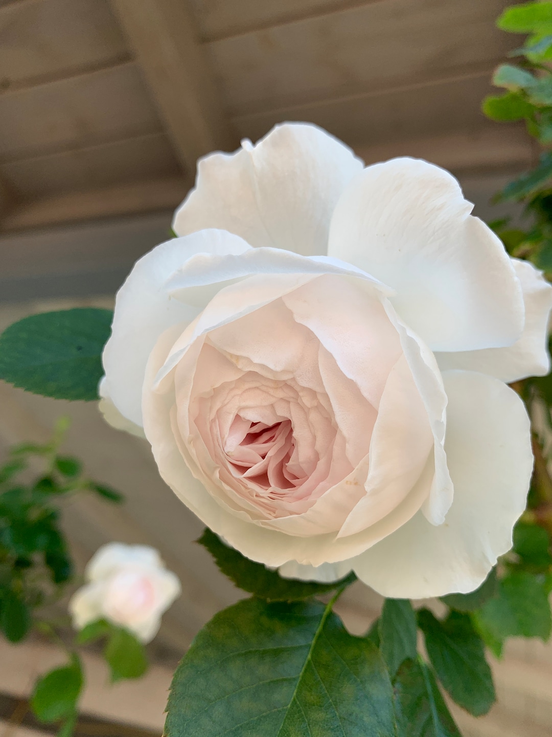 Earth Angel Floribunda Rose Non-grafted own-root Over 3 - Etsy