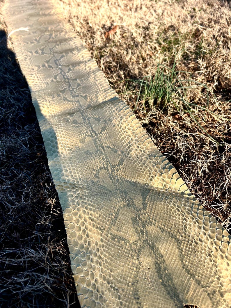 Puede incluir: Una piel de serpiente con un patr&oacute;n de escamas beige y grises. La piel est&aacute; tendida sobre hierba seca y tierra, con sombras proyectadas por la luz solar. La textura de la piel es visible, mostrando su dise&ntilde;o natural. La imagen destaca los detalles.