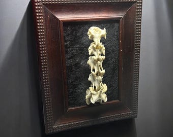 cadre de colonne vertébrale de coyote