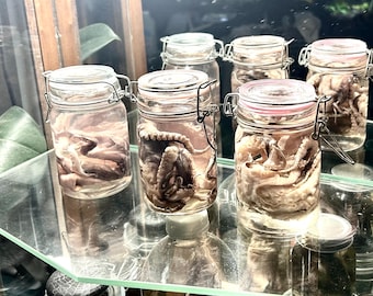 spécimen humide de poulpe