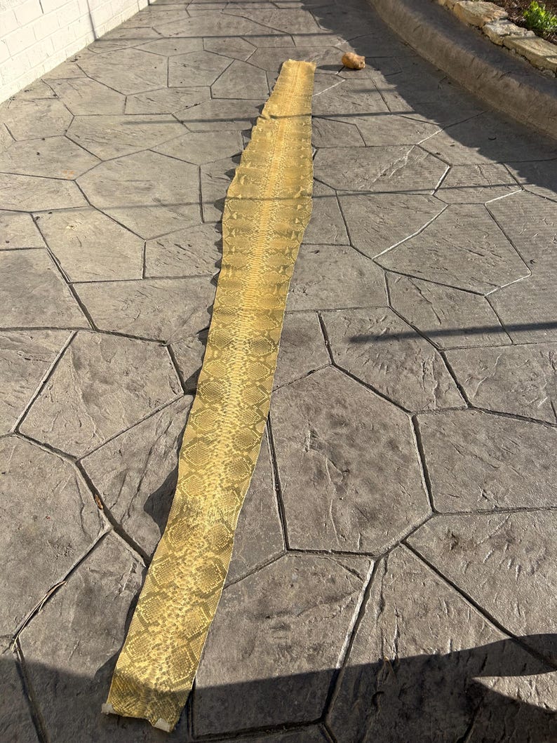 Pele de píton autêntica de 3 metros imagem 2