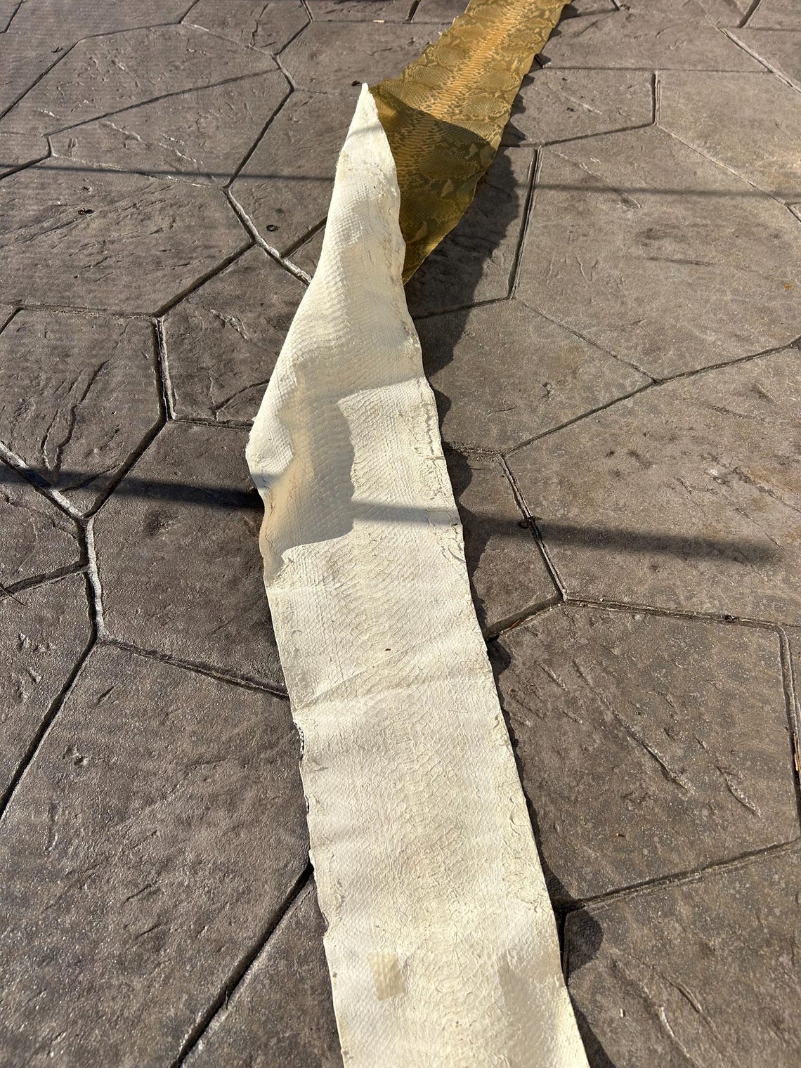 10 Ft Authentic Python Skin - Etsy