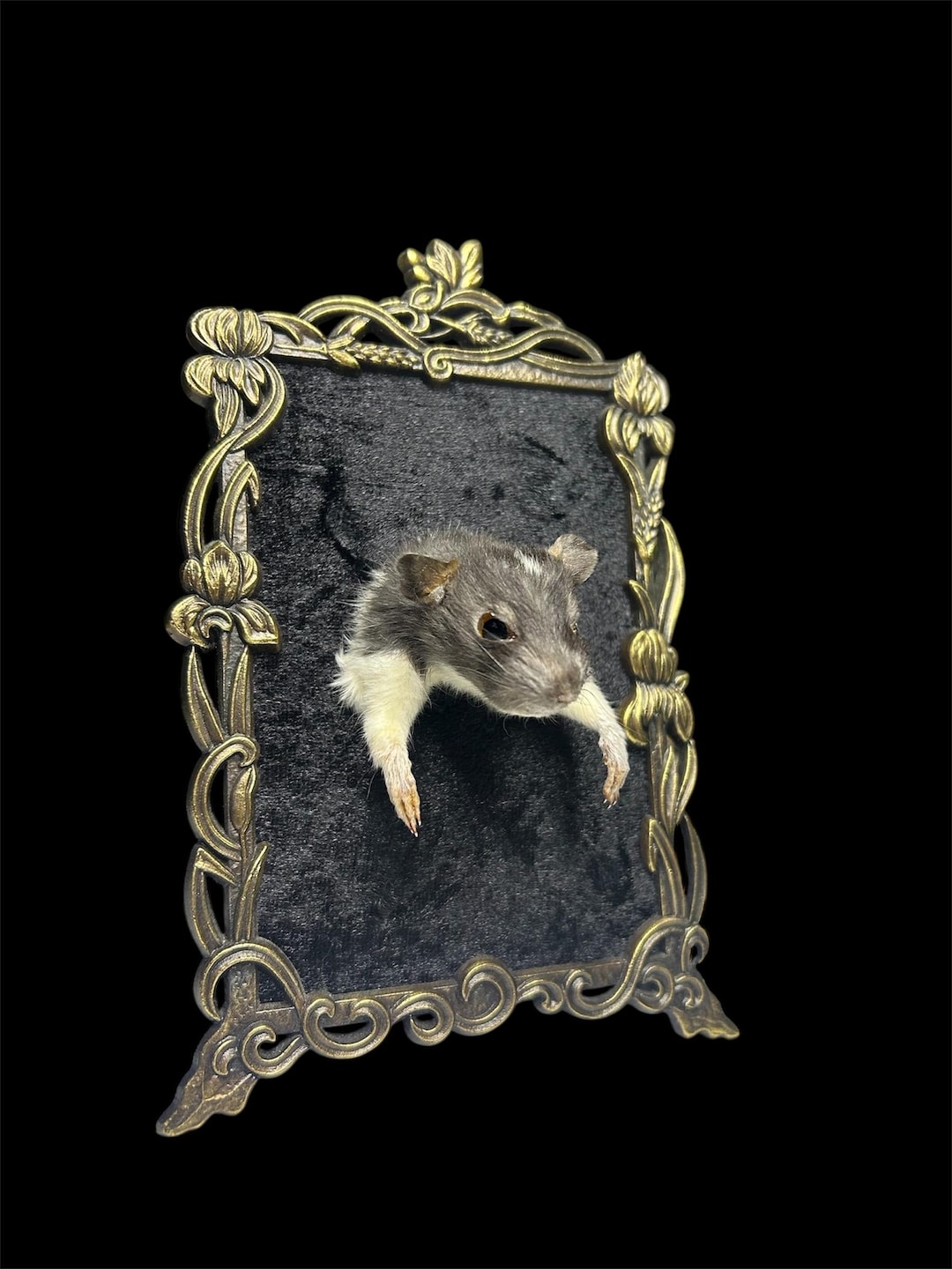 Taxidermy Rat Frame - Etsy
