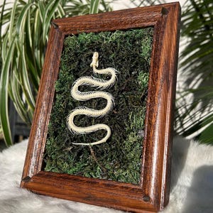 snake skeleton frame