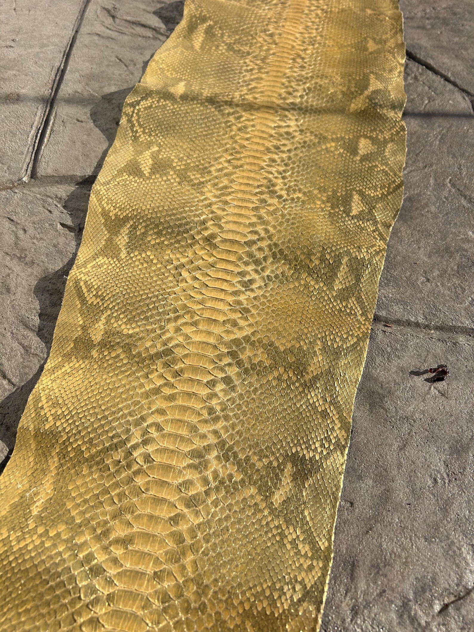 10 Ft Authentic Python Skin - Etsy