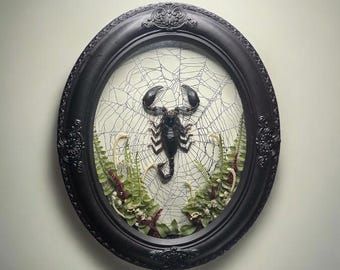 skorpion spindelnät ram