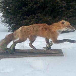 May include: A mounted red fox in a running stance, displayed on a wooden base. The fox features reddish-brown fur, set against a snowy background with evergreen trees visible in the distance.