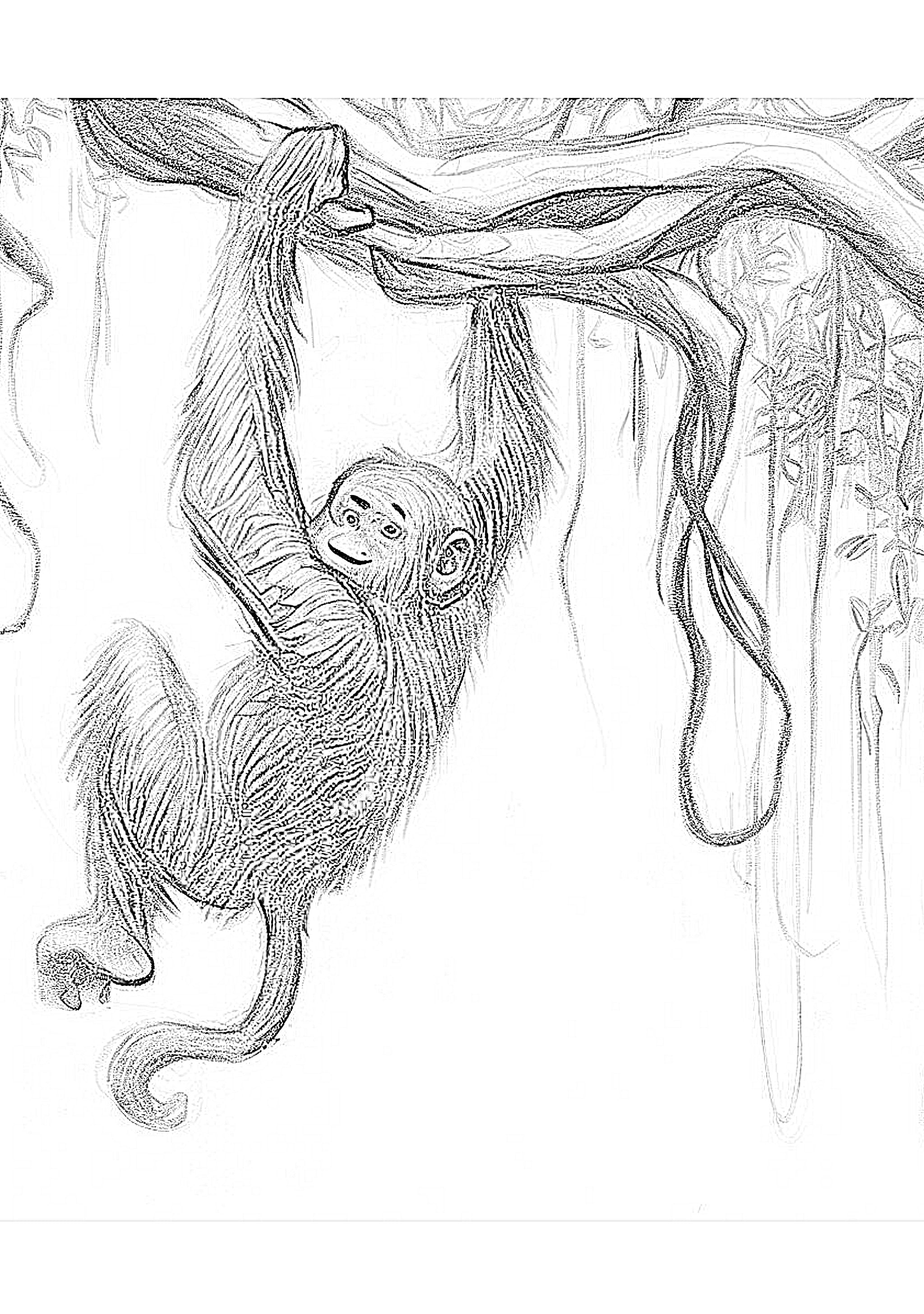 Monkey Picture Drawing PNG, Vector, PSD, and Clipart With Transparent  Background for Free Download | Pngtree