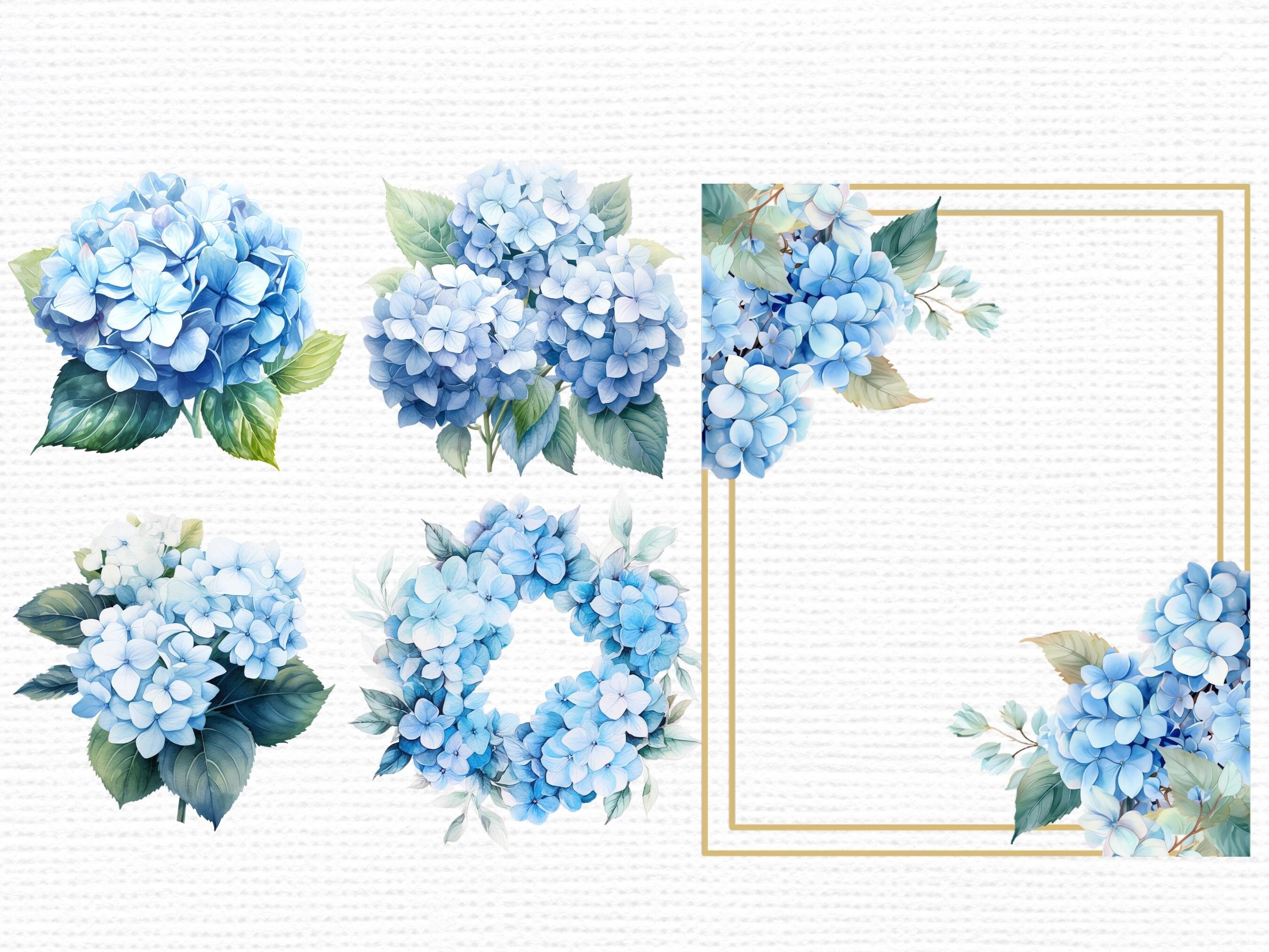 25 Blue Hydrangea Flowers Hydrangea Watercolor Clipart - Etsy