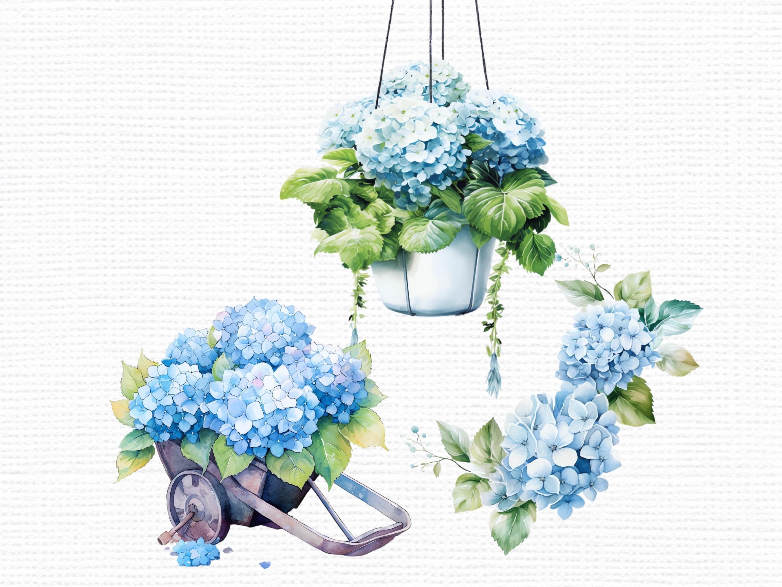 25 Blue Hydrangea Flowers Hydrangea Watercolor Clipart - Etsy