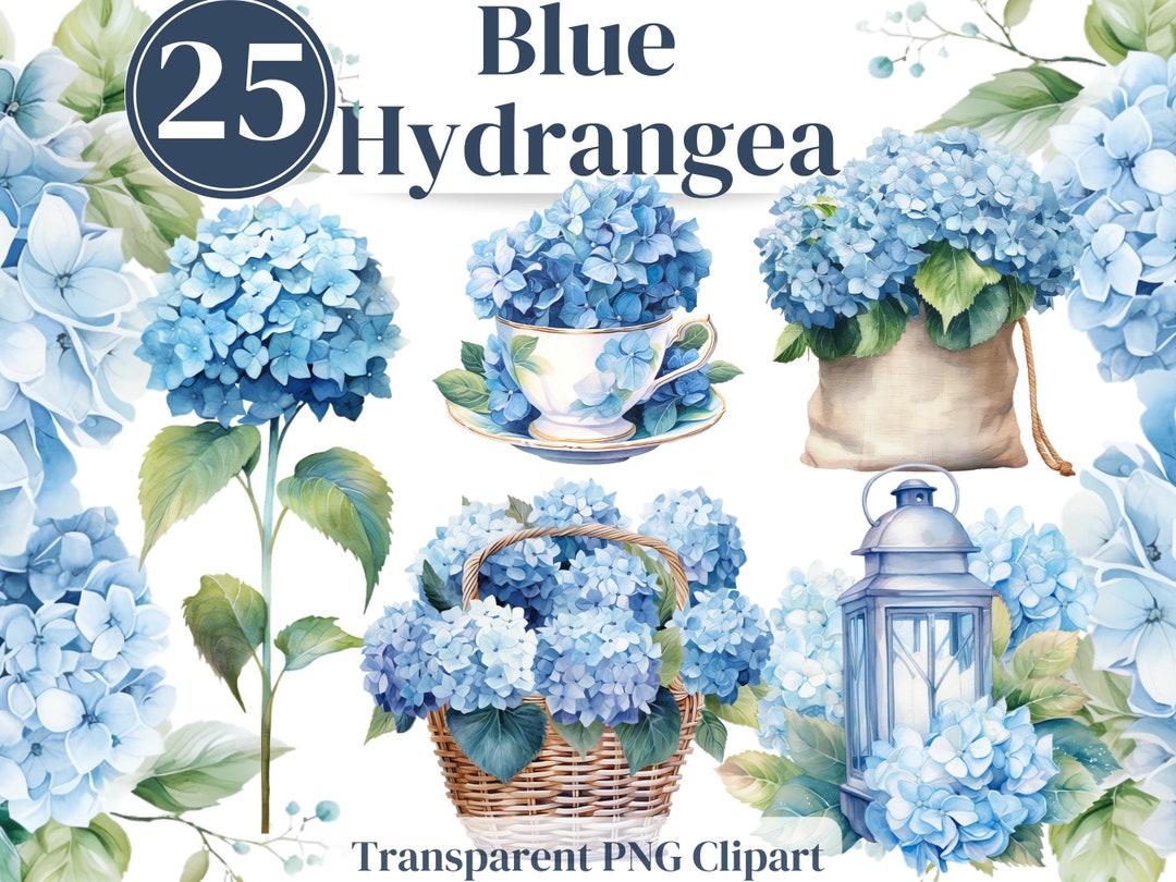 25 Blue Hydrangea Flowers , Hydrangea Watercolor Clipart Bundle PNG
