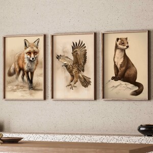 May include: Three framed animal illustrations. The first frame shows a red fox standing in a grassy field. The second frame shows a brown and white eagle with its wings spread. The third frame shows a brown and white weasel sitting on a rock.