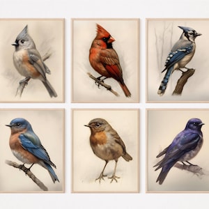Set of 6 North American Bird Prints Downloadable Birds Gift Art Set Bundle Bird Set Perfect for Bird Watchers