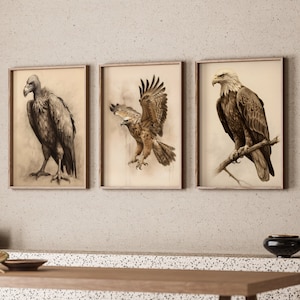 Set Of 3 Wallart Birds Of Prey Printable Bird Set | Hawk Eagle Vulture Decoration Prey Birds Print